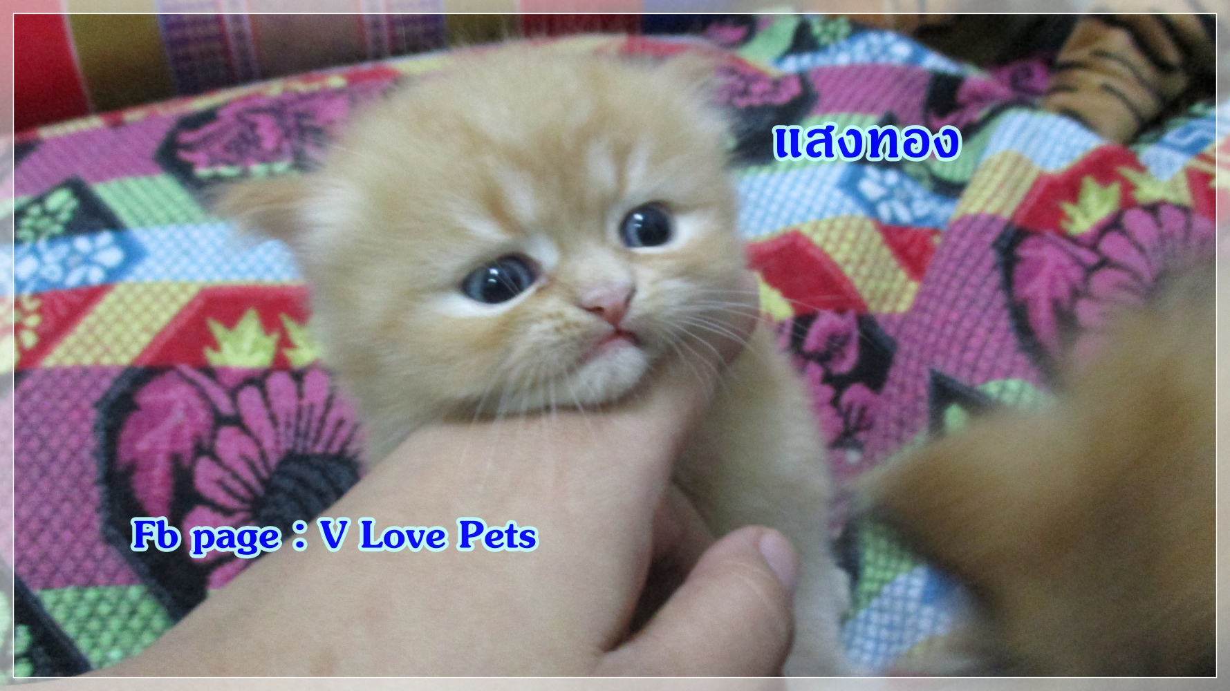 เปิดจอง "น้องแมวเปอร์เซีย ผู้ชาย สีส้ม Red Tabby"