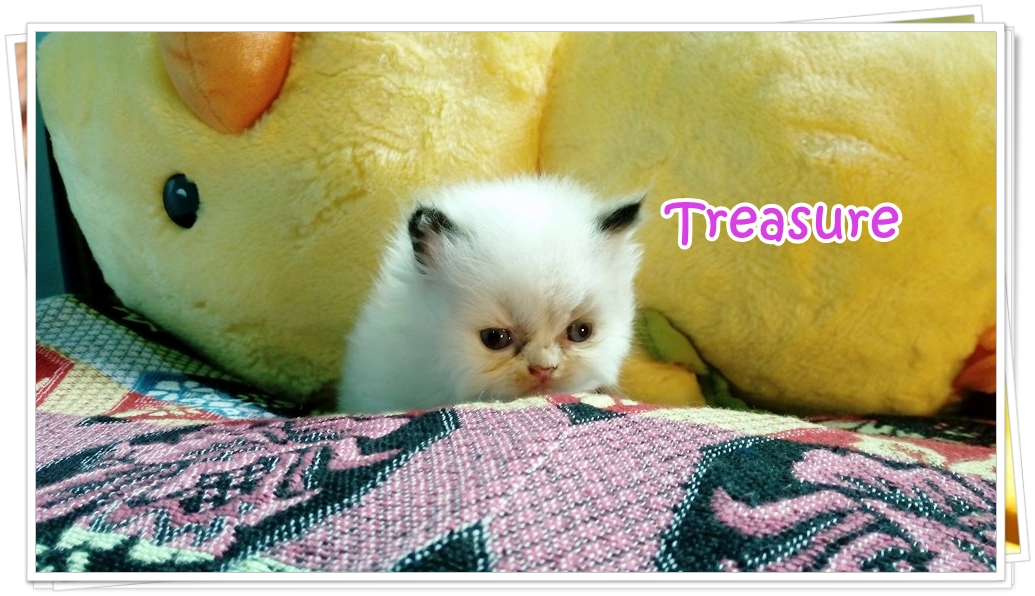 น้องแมวเปอร์เซียน่ารัก