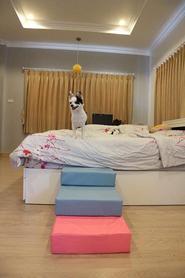 บันไดสำหรับสัตว์เลี้ยง