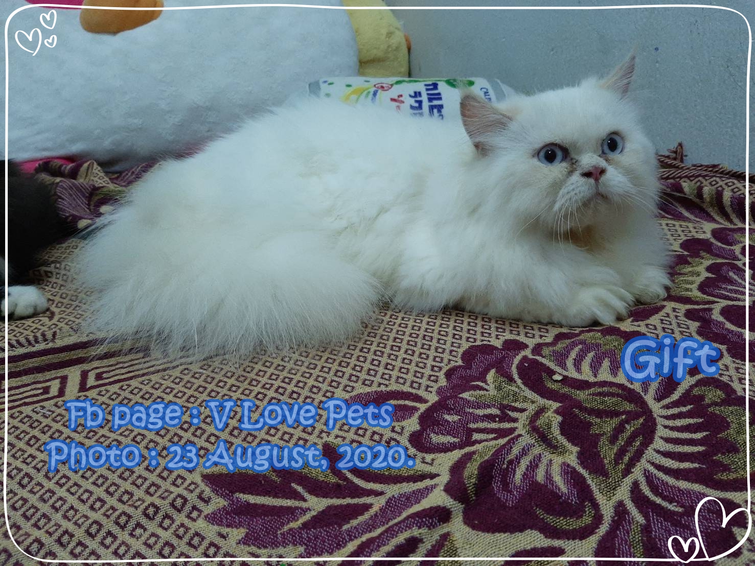 น้องกิ๊ฟ