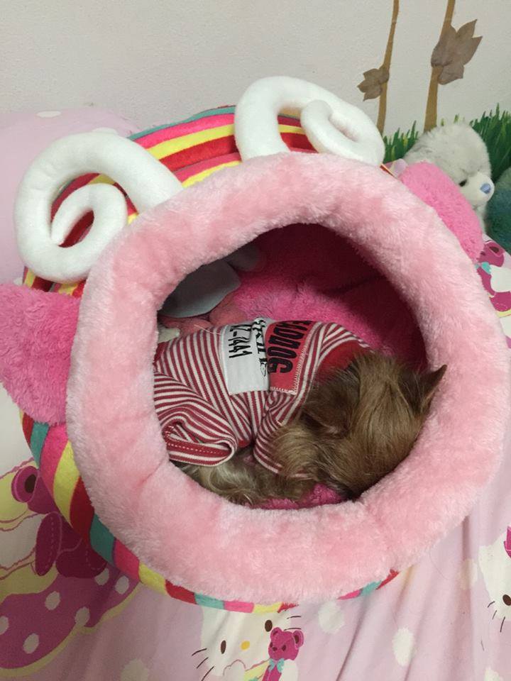 อุโมงค์ที่นอน