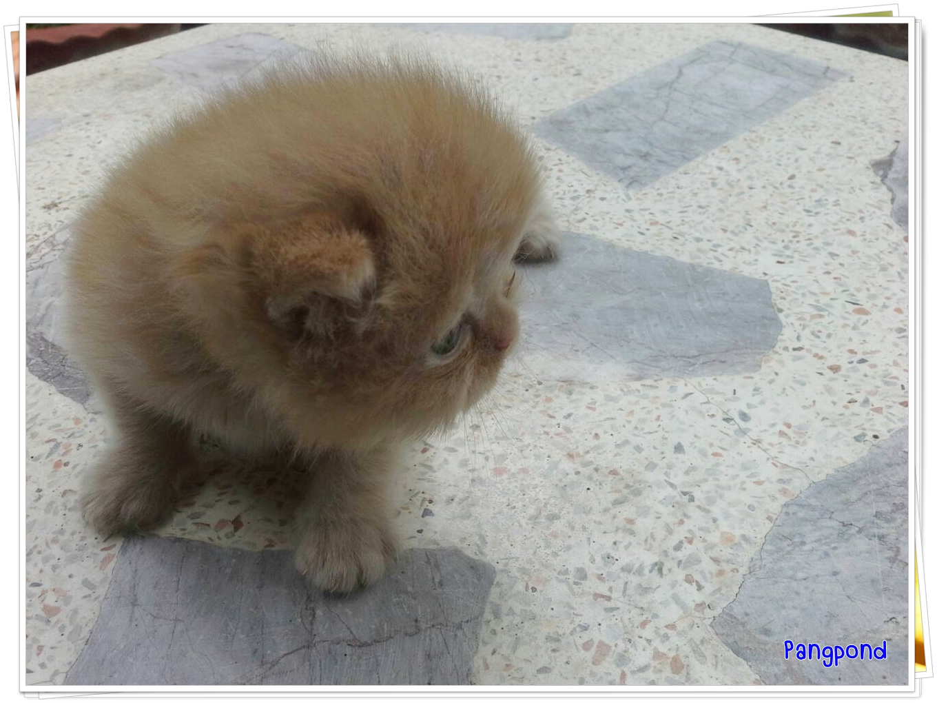 น้องแมวเปอร์เซียหน้าแบน