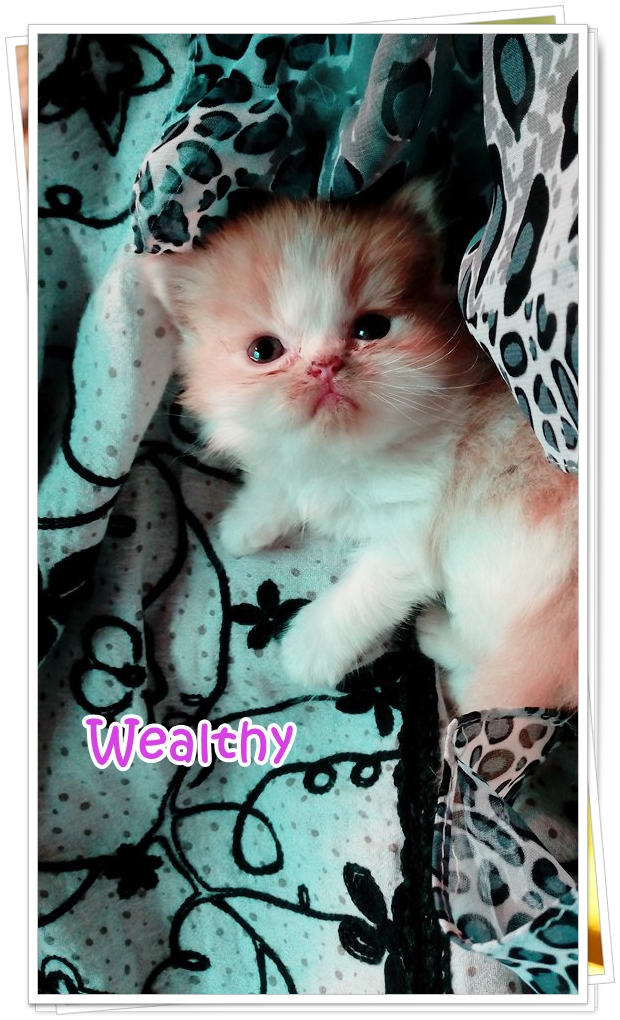 น้องแมวเปอร์เซียน่ารัก