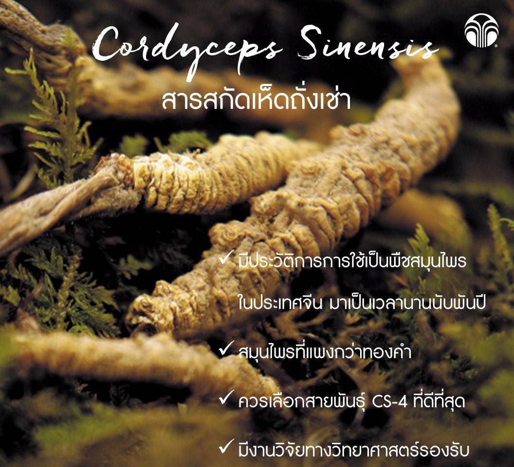 สมุนไพรถังเช่า ถังเช่า Cordyceps คอร์ดี้แม็กซ์cs4 CordyMax CS-4 จากเทือกเขาสูงทิเบต รับตัวแทนแบบไม่สต็อกสินค้า