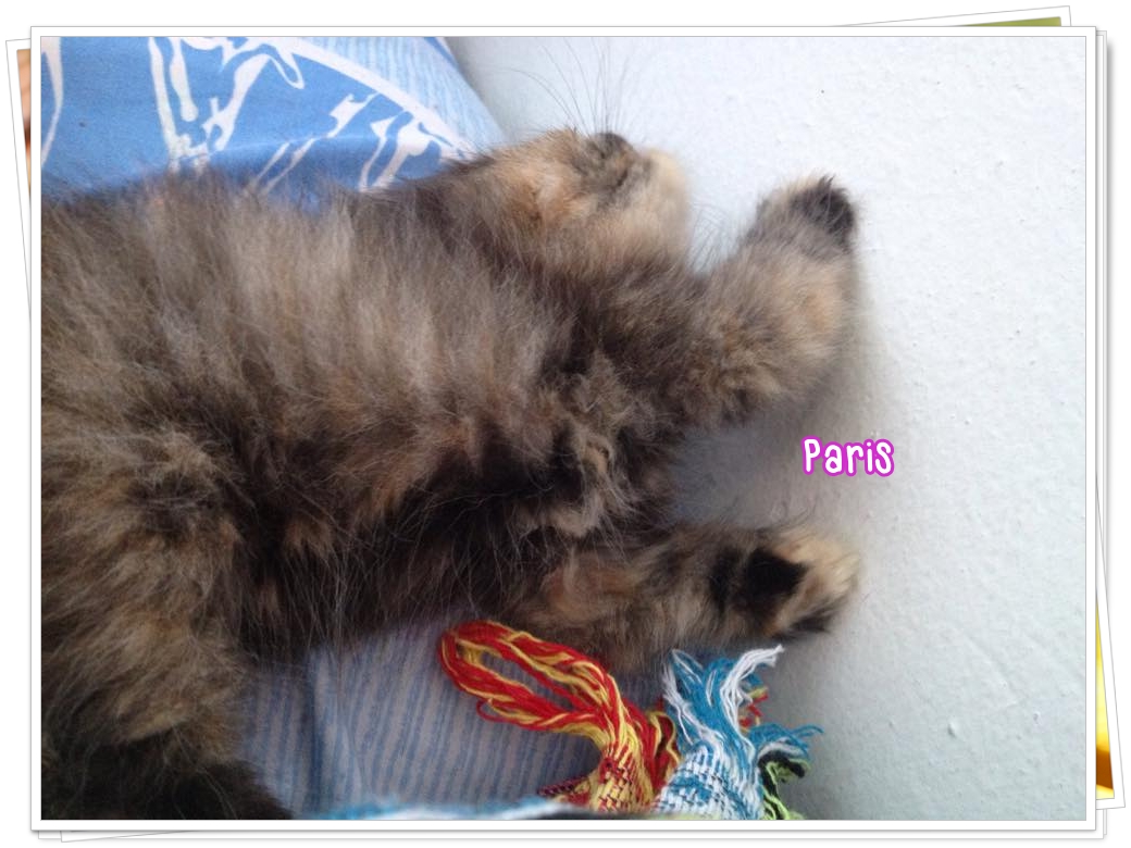 น้องแมวเปอร์เซียหน้าตุ๊กตา