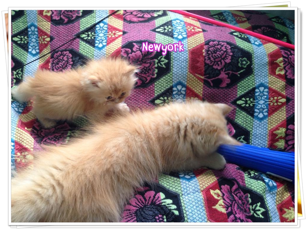 น้องแมวเปอร์เซียหน้าตุ๊กตา