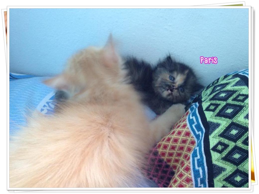 น้องแมวเปอร์เซียหน้าตุ๊กตา