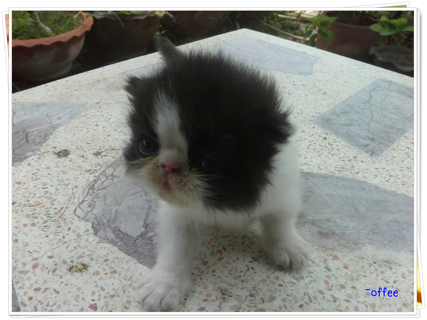 น้องแมวเปอร์เซียหน้าหล่น