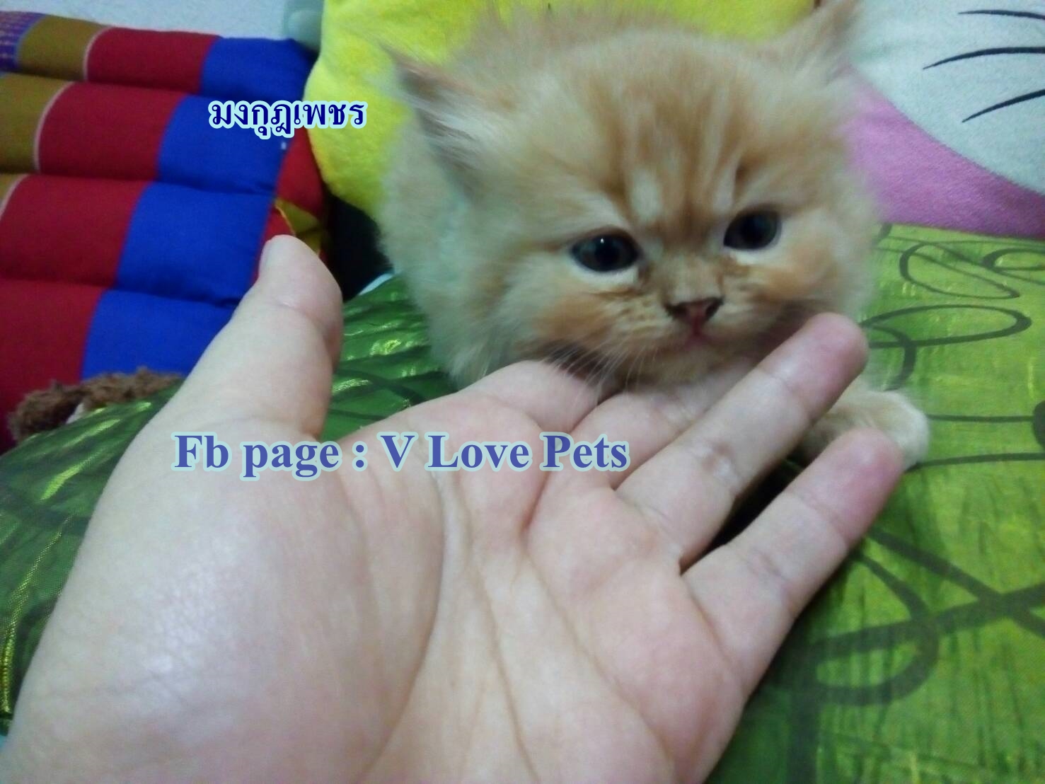 น้องแมวเปอร์เซียแท้ สีส้ม Name มงกุฎเพชร