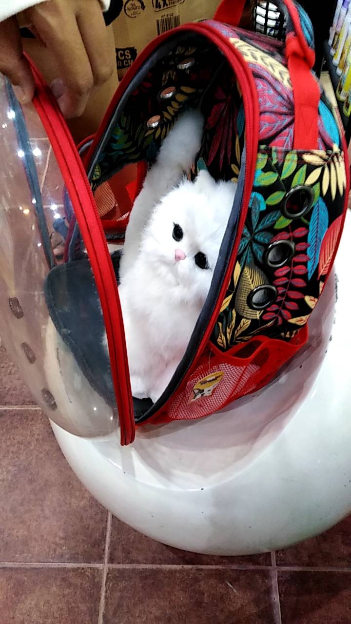 กระเป๋าเป้แคปซูล สำหรับสัตว์เลี้ยง