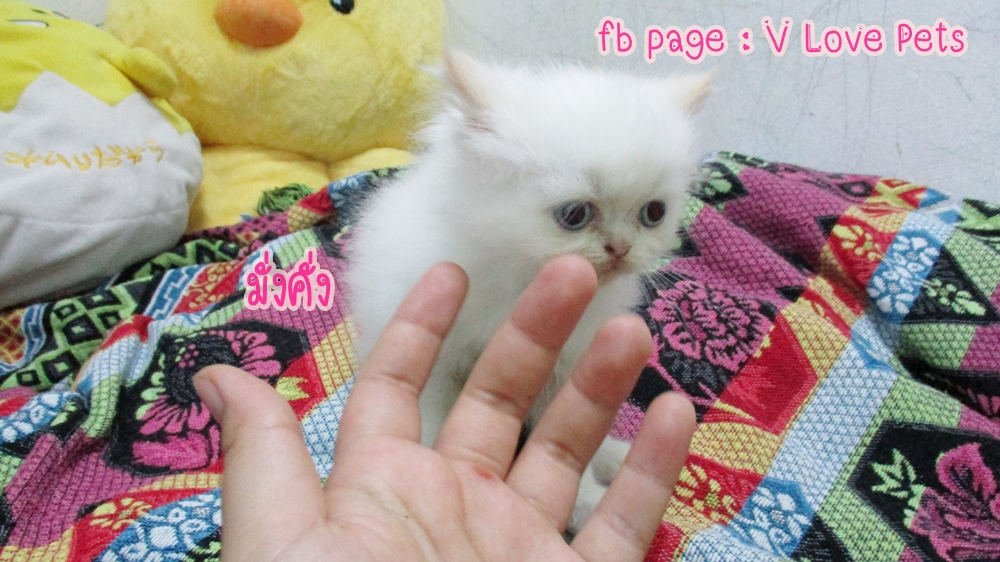 น้องแมวเปอร์เซียแท้ ผู้หญิง สีขาว มี point สีส้มที่หูกับหาง