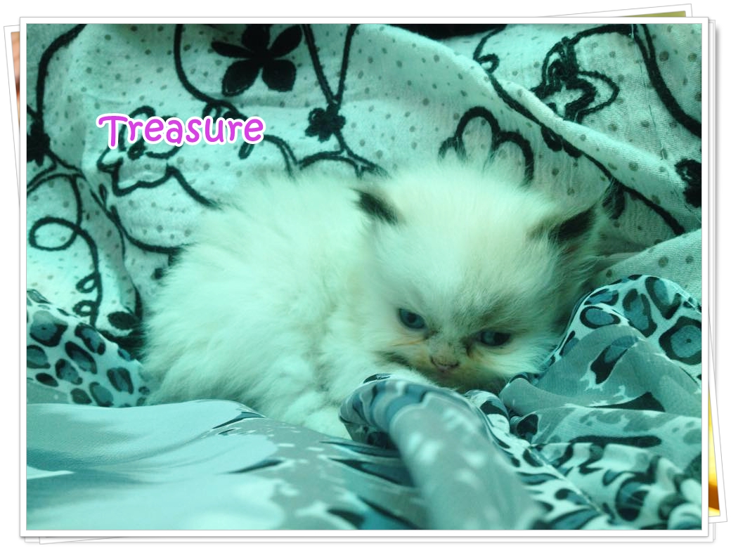 น้องแมวเปอร์เซียน่ารัก