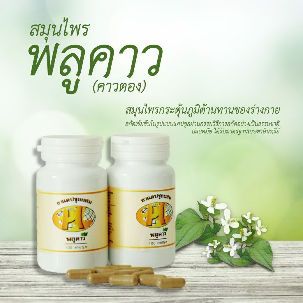สมุนไพรคาวตองสกัด ผง 100% ไม่ผสมอย่างอื่น 1 กระปุก 100 capsule