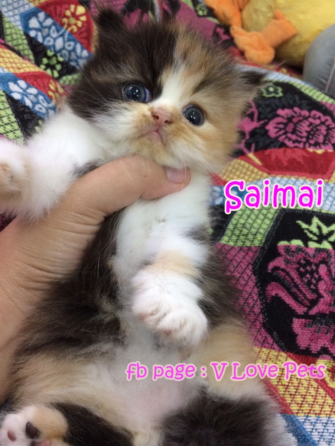 น้องแมวเปอร์เซีย ผู้หญิง