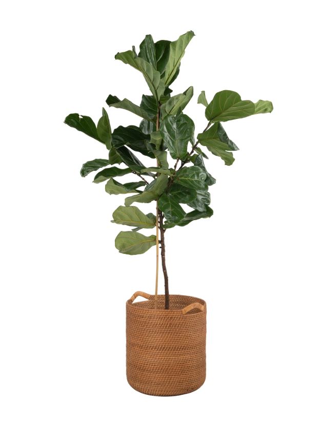 ตะกร้าผ้า ตะกร้าเก็บของ กระถางต้นไม้ พร็อพถ่ายรูป rattan tray🧺