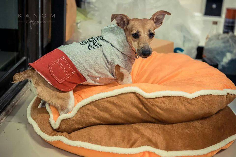 ที่นอนน้องหมา โดรายากิ