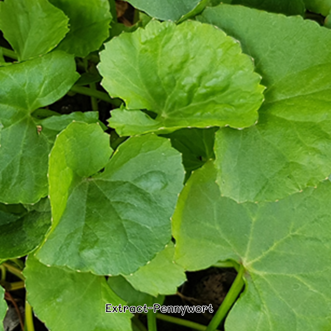 🌟8188 Extract-Pennywort สารสกัดใบบัวบก🌟