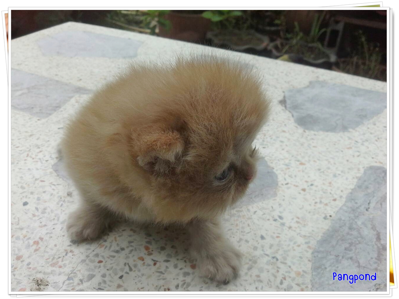 น้องแมวเปอร์เซียหน้าแบน