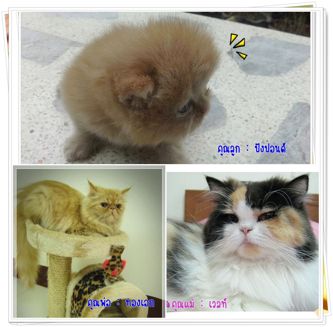 น้องแมวเปอร์เซียหน้าแบน