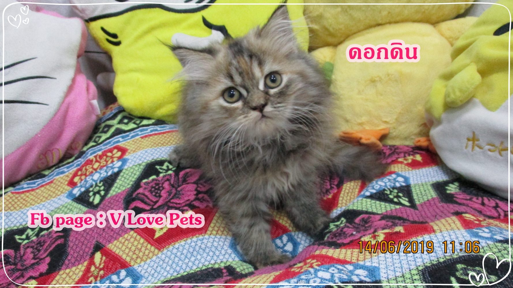 น้องดอกดิน