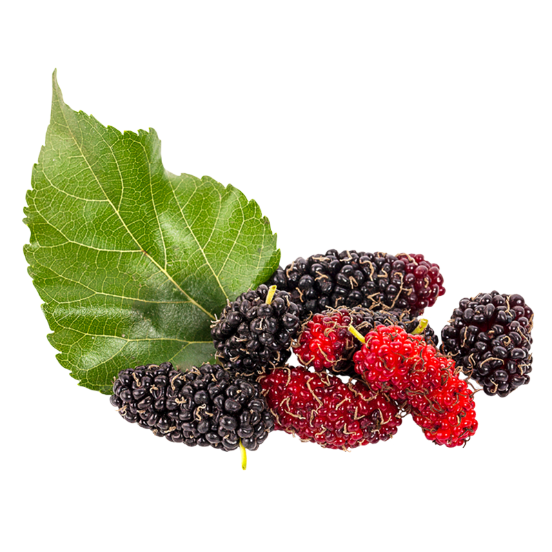 ✨ 9839 MORUS ALBA LEAF EXTRACT : สารสกัดใบหม่อน