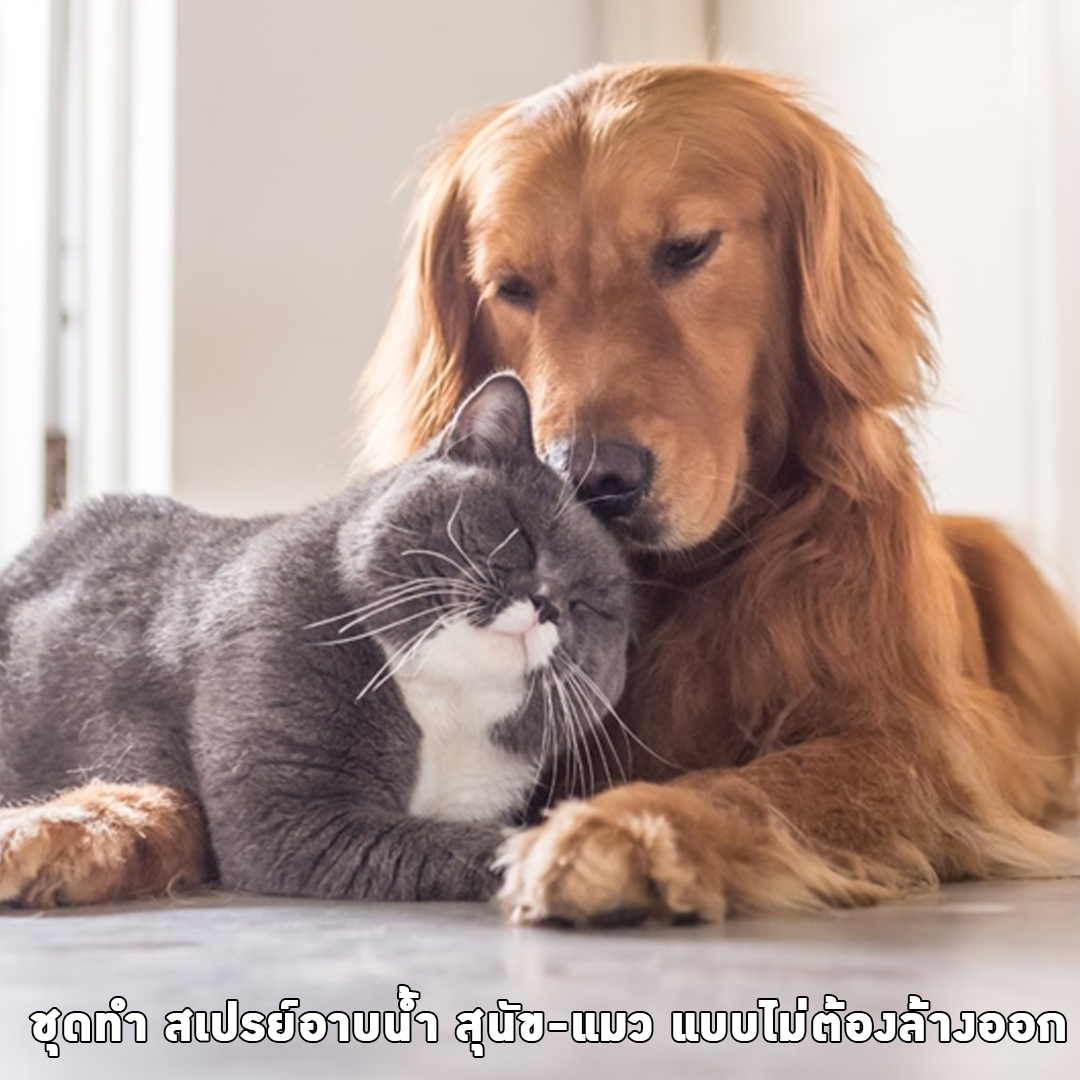✨ 12552 ชุดทำ สเปรย์อาบน้ำ สุนัข-แมว แบบไม่ต้องล้างออก สามารถผลิตได้ 5Kg.