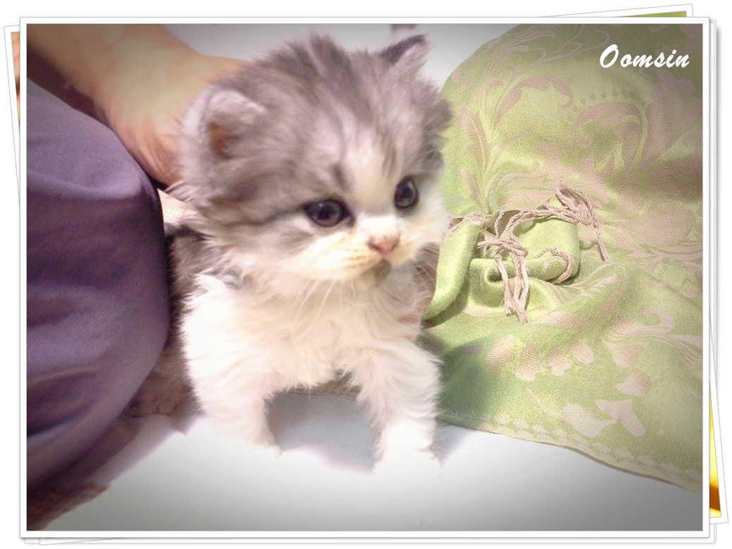 แมวเปอร์เซียหน้าตุ๊กตา