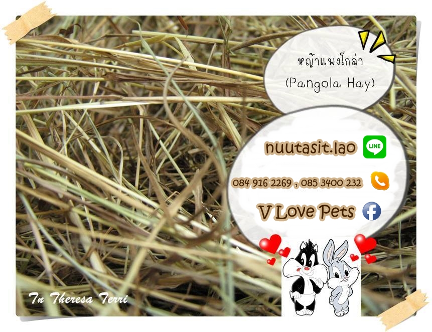 หญ้าแพงโกล่า (Pangola Hay)