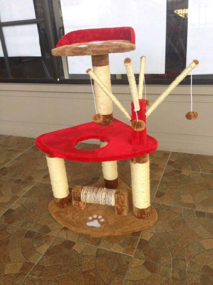 คอนโดแมว