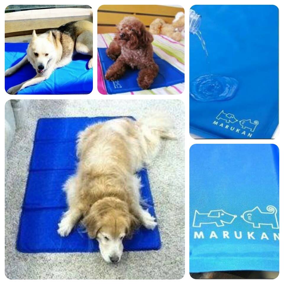 ที่นอนเย็น