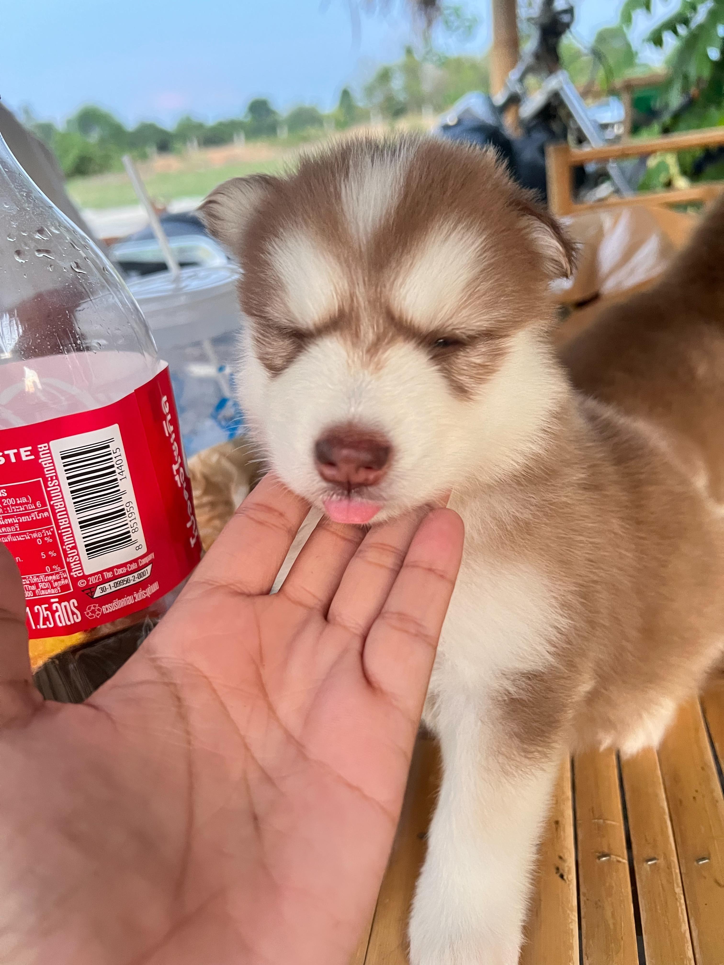 น้องไซบีเรียน หญิง โคราช