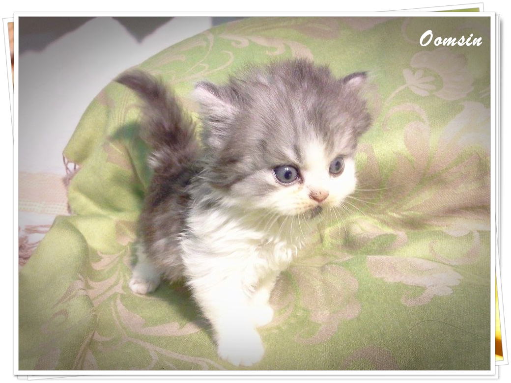 แมวเปอร์เซียหน้าตุ๊กตา