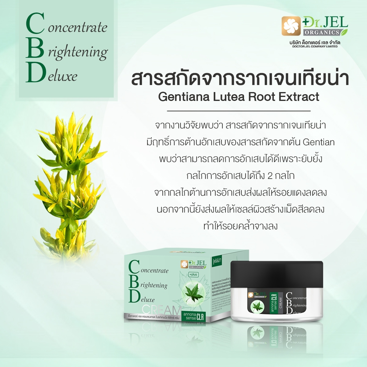 CBD Cream สารสกัดจากรากเจนเทียน่า