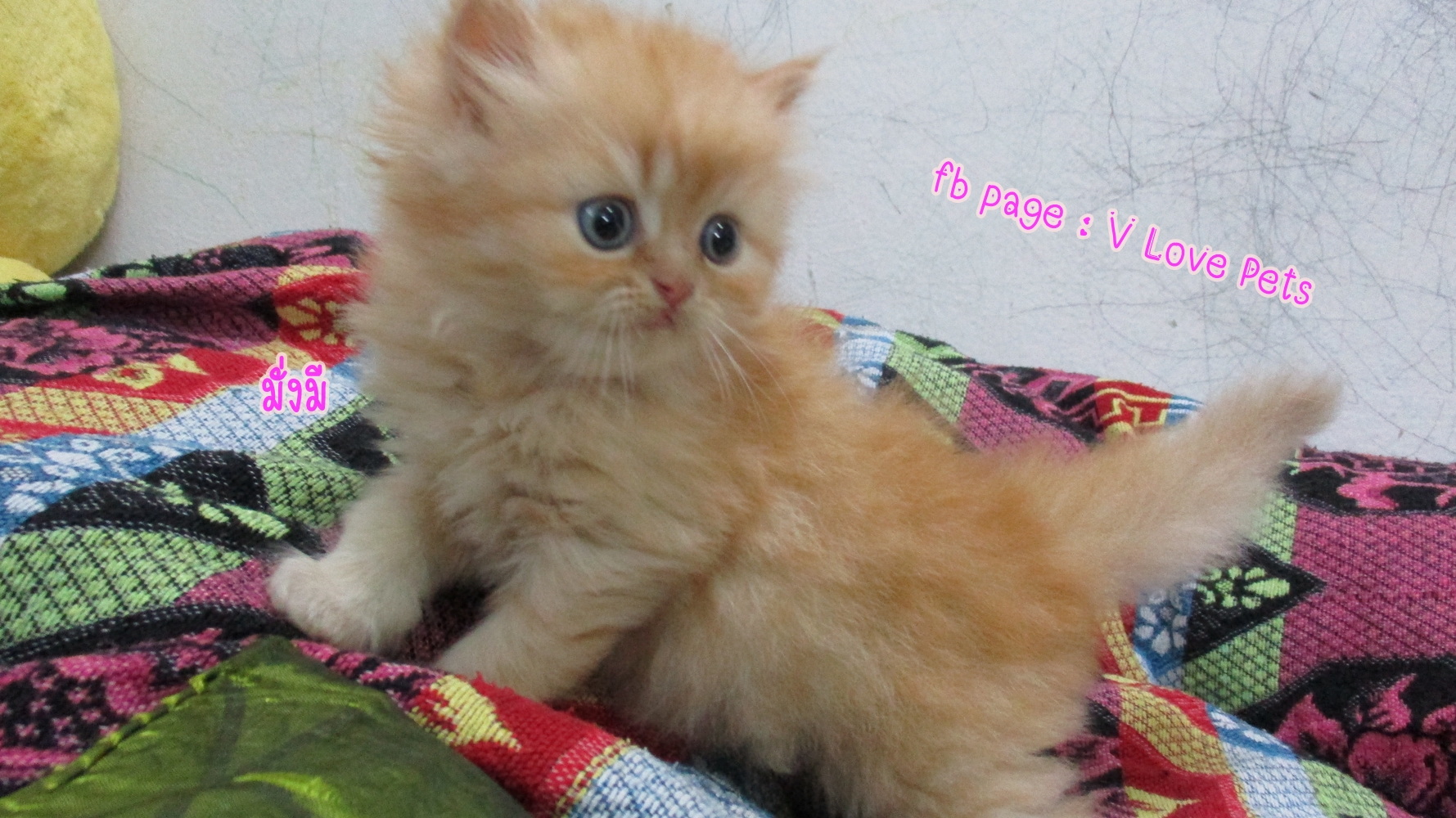 น้องแมวเปอร์เซียแท้ ผู้หญิง สีส้ม Red Tabby