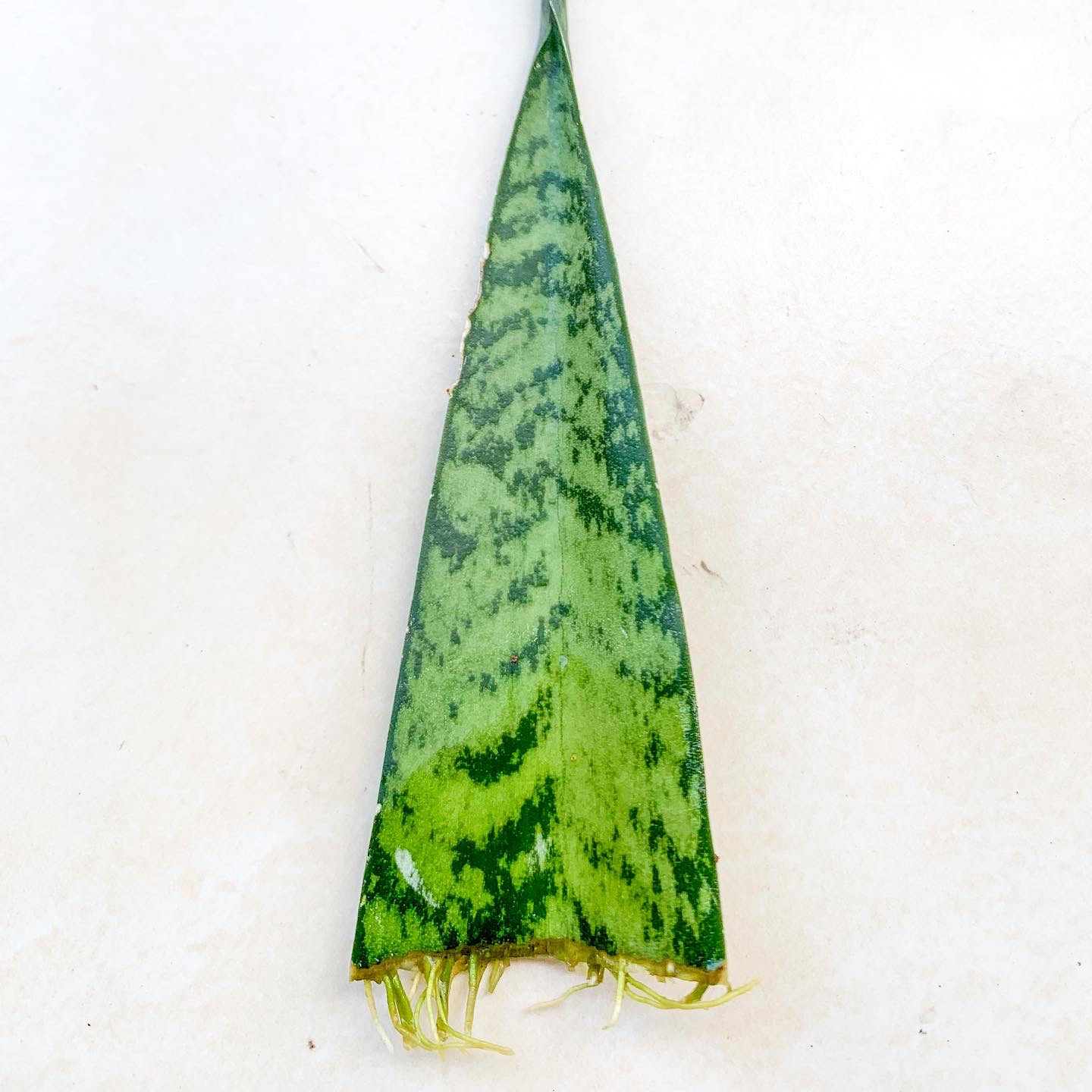 ลิ้นมังกรหลายขนาดให้เลือก