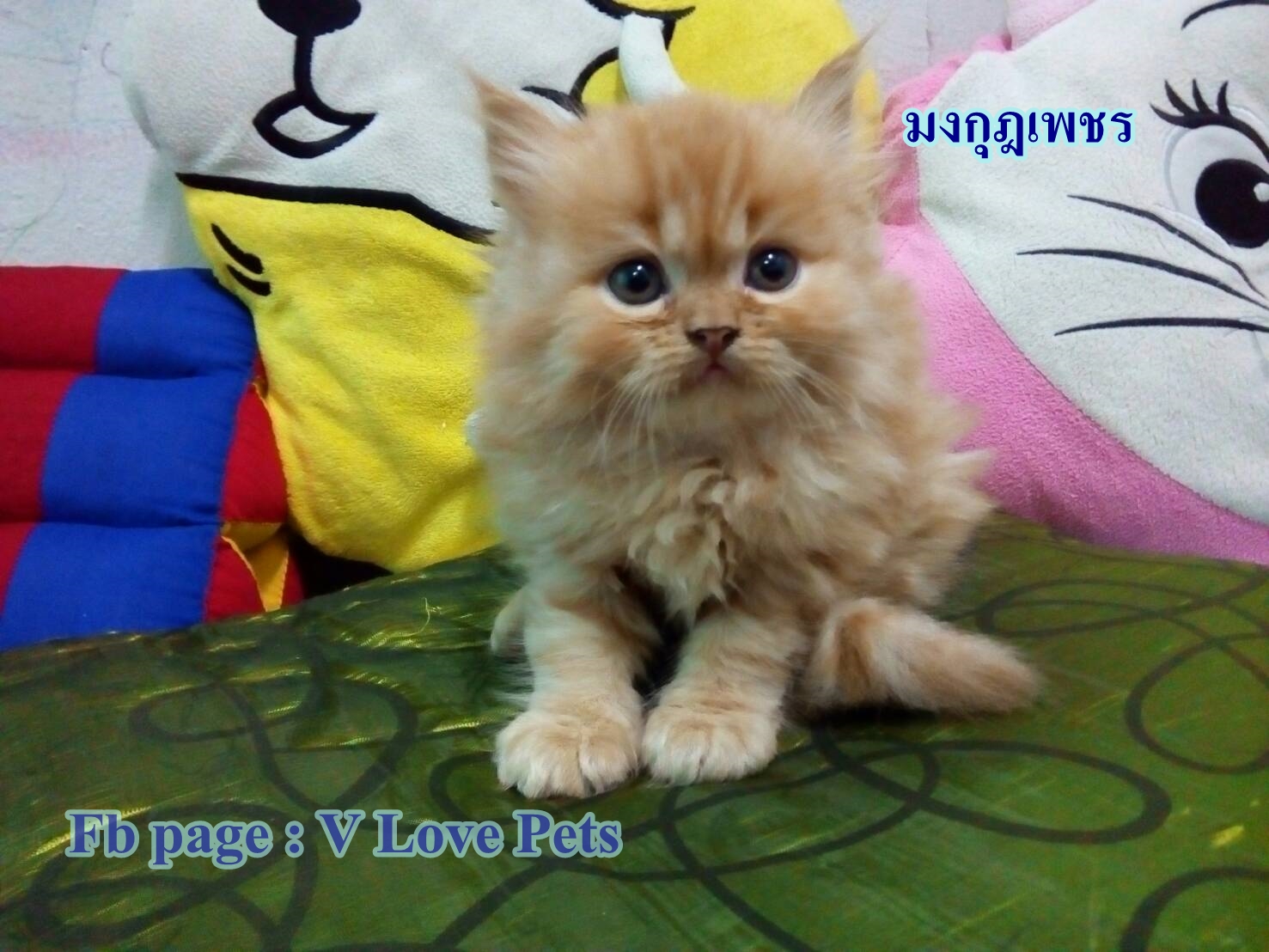 น้องแมวเปอร์เซียแท้ สีส้ม Name มงกุฎเพชร