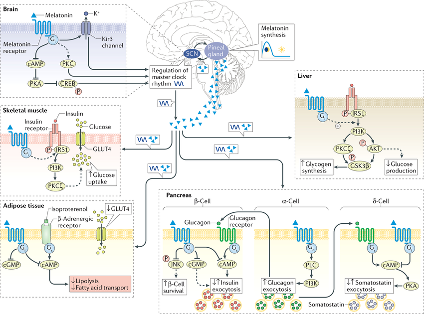 MT EXOXOMES Improve the therapeutic effect of MT-exosomes anti-inflammatory and antioxidant ,Brain, Liver and Kidney , Liver Cancer , Wound Healing in Diabetes