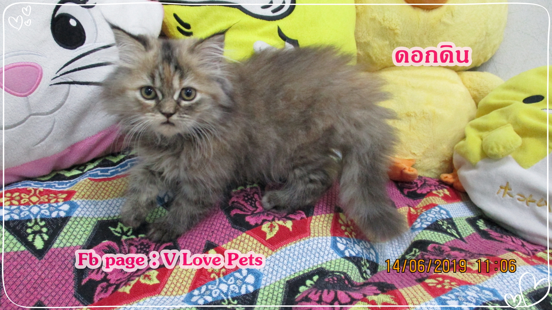 น้องดอกดิน