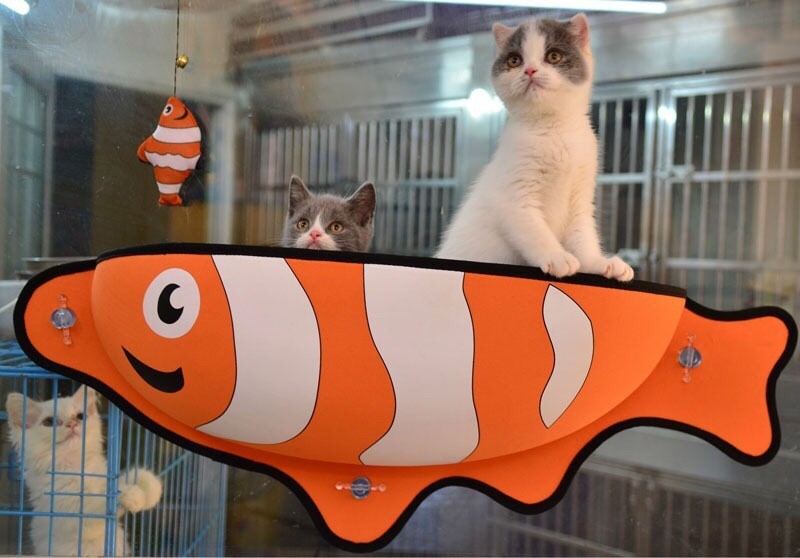 เปลแมวติดกระจก ปลานีโม