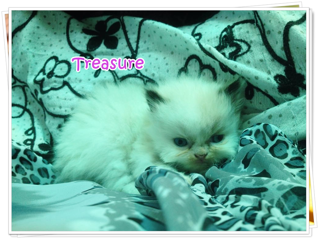 น้องแมวเปอร์เซียน่ารัก