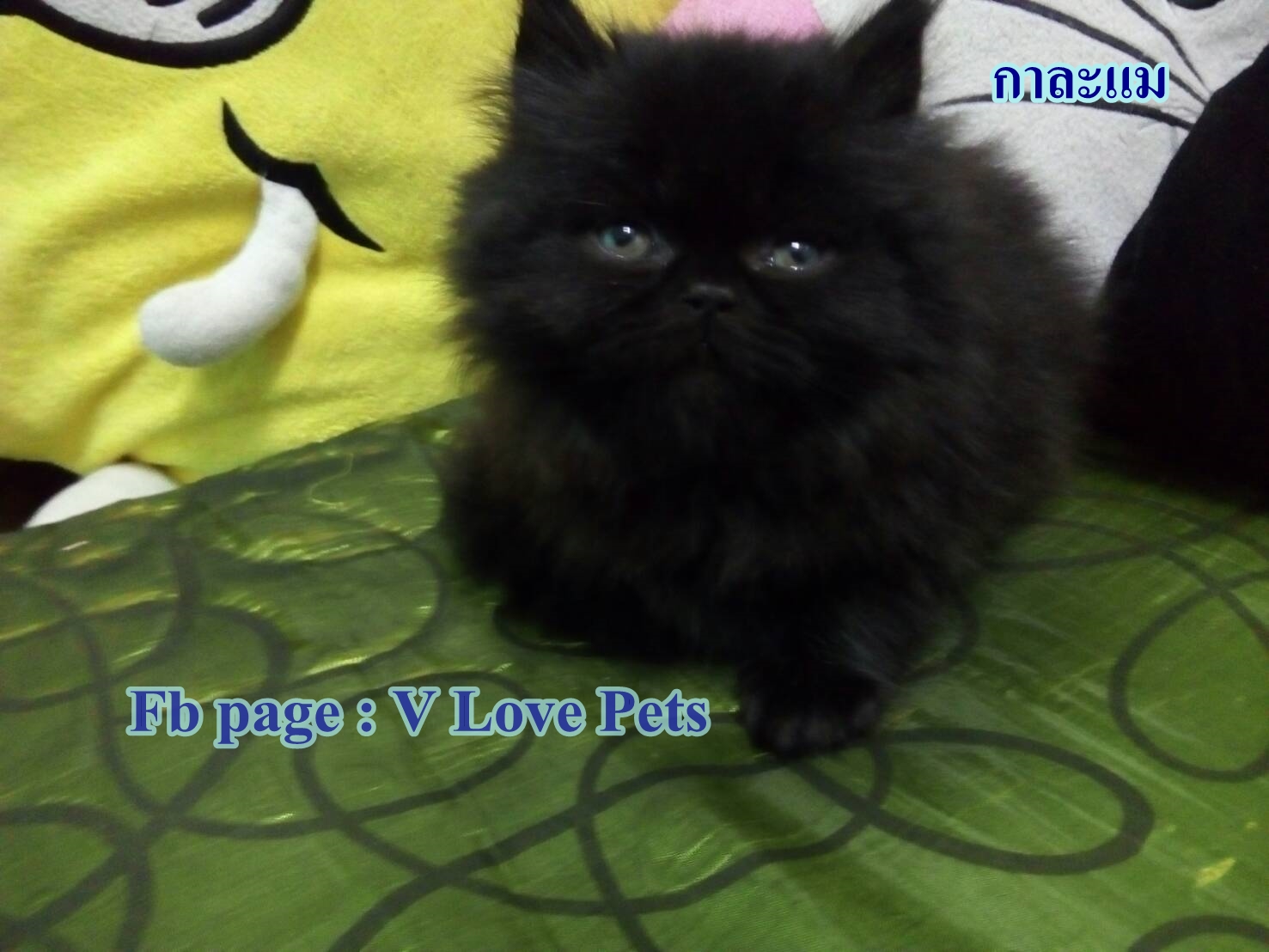 น้องแมวเปอร์เซียแท้ สีดำ Name กาละแม