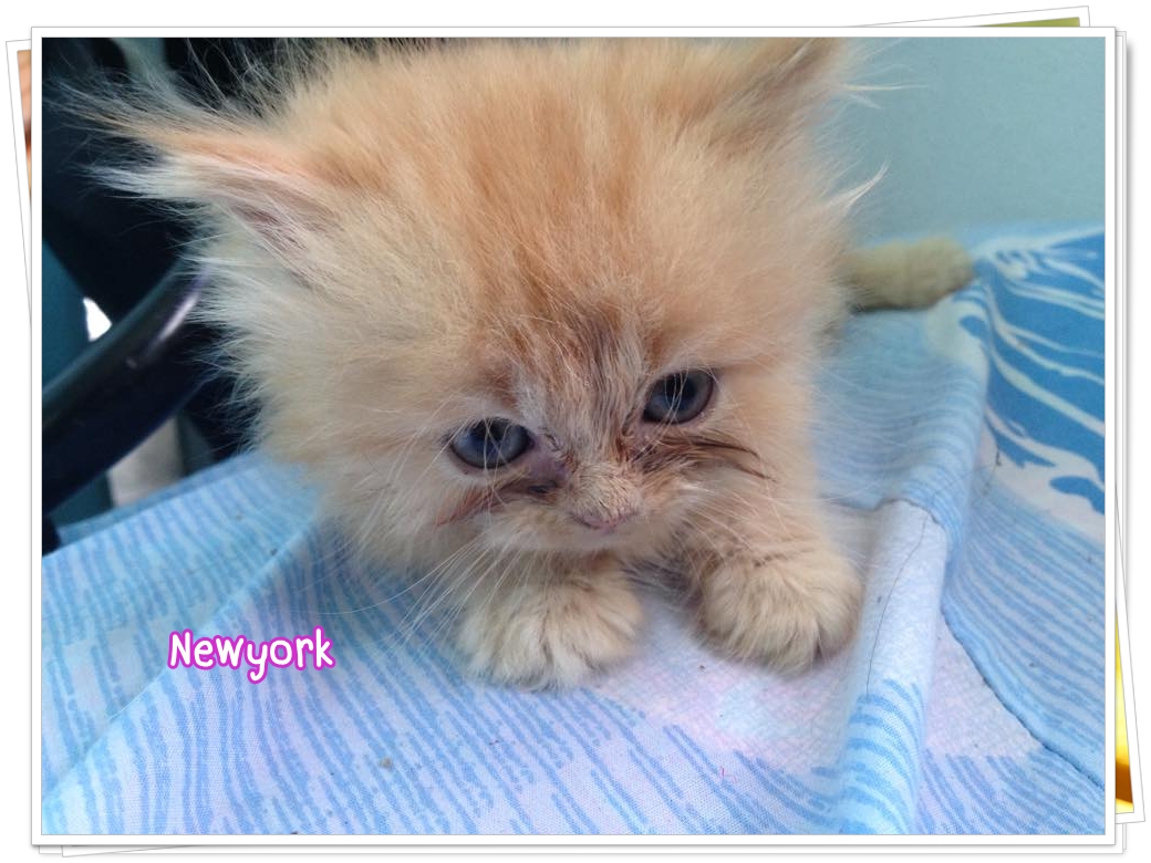 น้องแมวเปอร์เซียหน้าตุ๊กตา