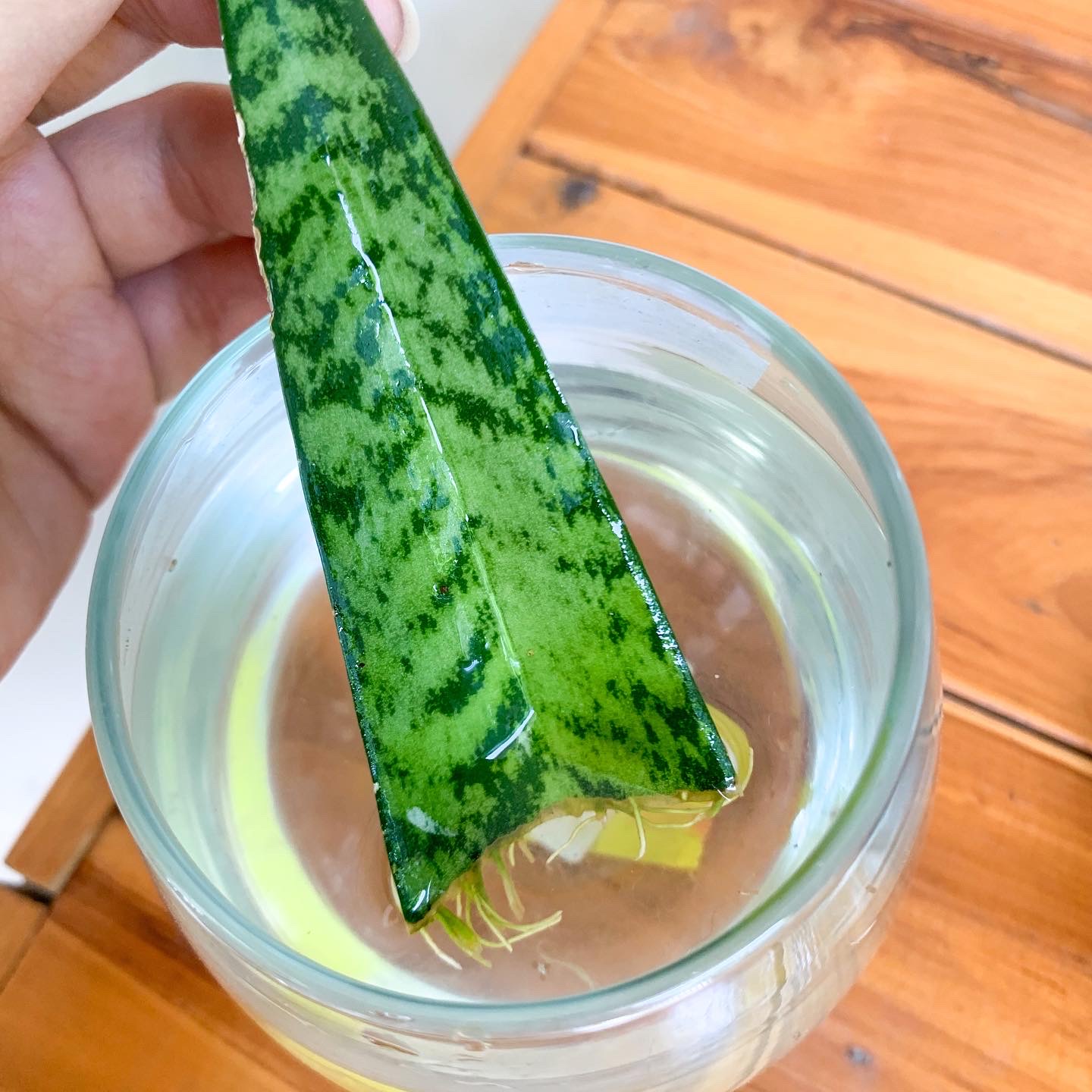 ลิ้นมังกรหลายขนาดให้เลือก