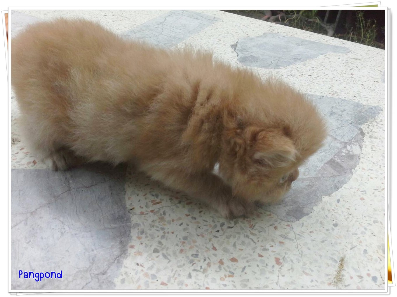 น้องแมวเปอร์เซียหน้าแบน