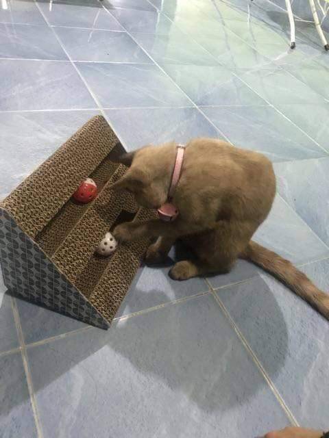 ที่ฝนเล็บแมว มีกระดิ่งด้านใน