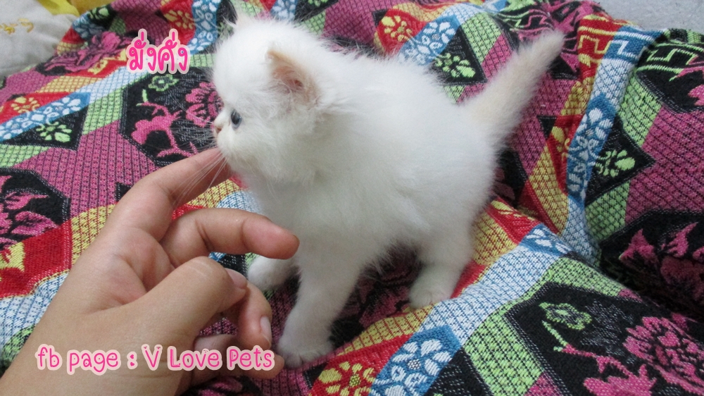 น้องแมวเปอร์เซียแท้ ผู้หญิง สีขาว มี point สีส้มที่หูกับหาง