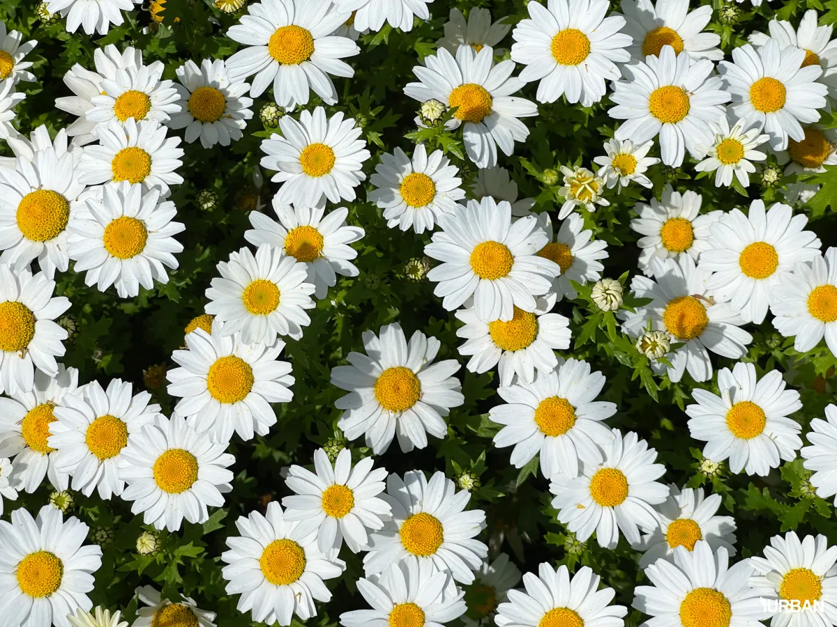 ดอกไม้ประดิษฐ์ ดอกเดซี่