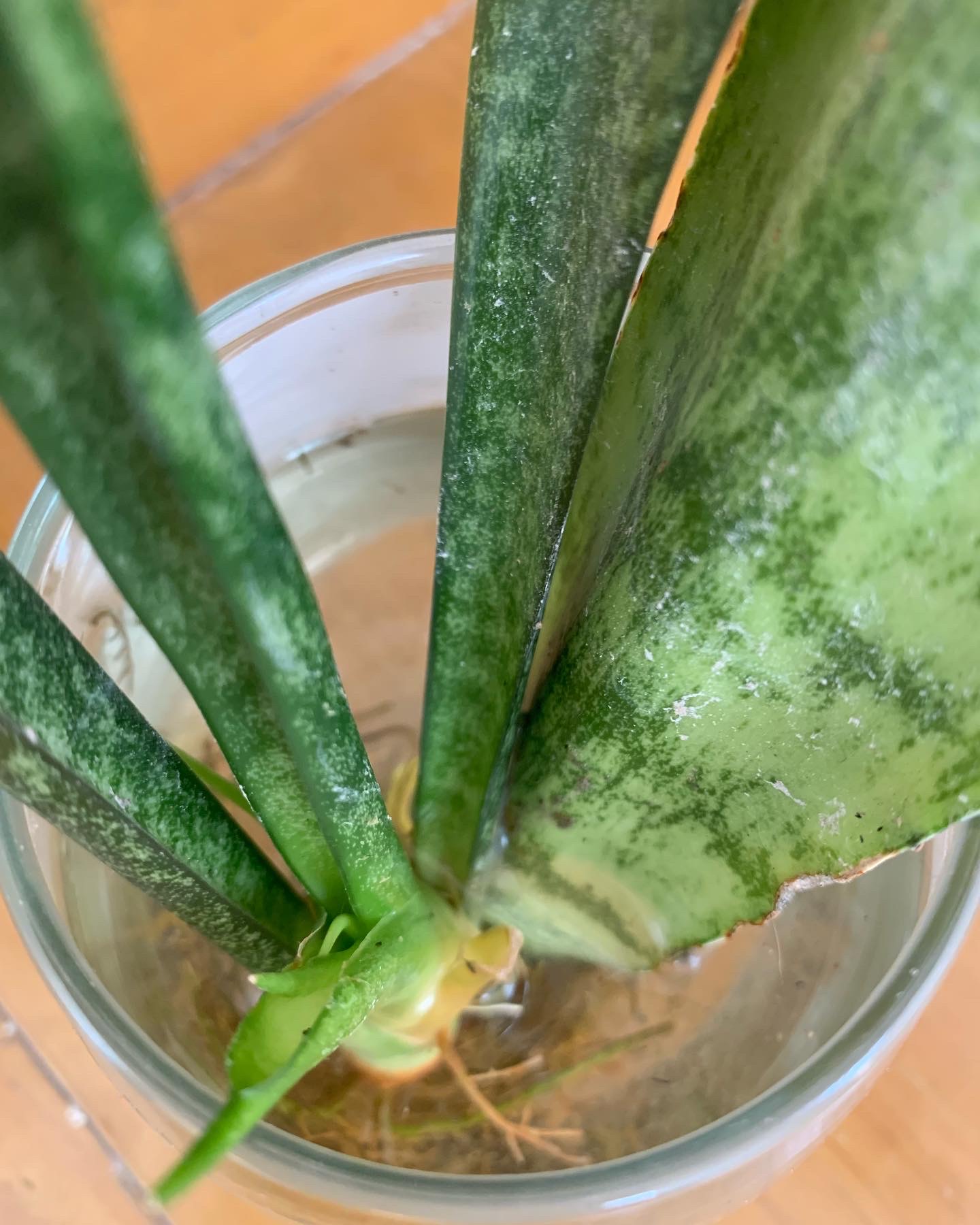 ต้นลิ้นมังกร ไม้มงคลฟอกอากาศได้