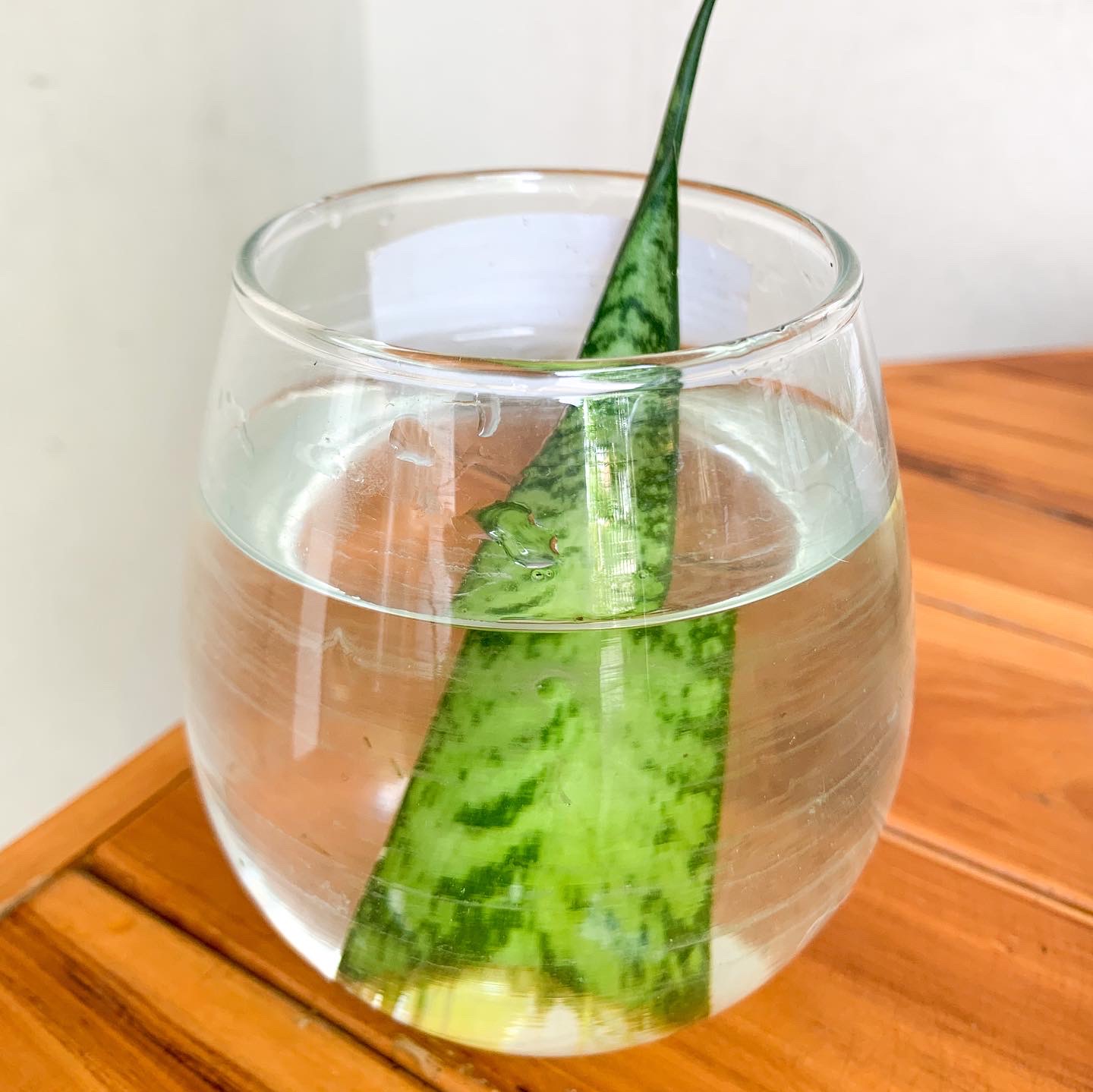 ลิ้นมังกรหลายขนาดให้เลือก