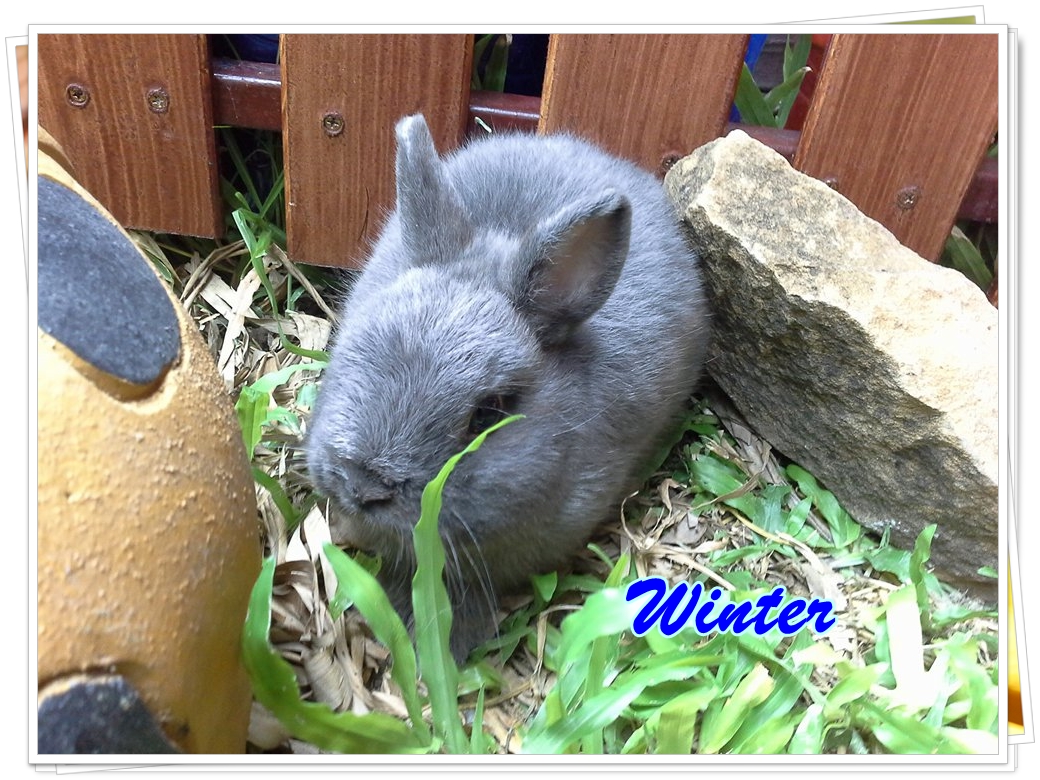 แก๊ง Netherland Dwarf กระต่ายพันธุ์เล็ก